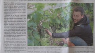La récolte du raisin de table s’annonce prometteuse – OF 05.09.25