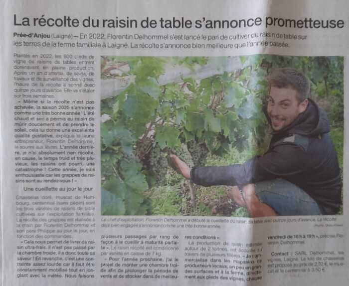La récolte du raisin de table s’annonce prometteuse – OF 05.09.25
